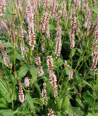 Persicaria amplexicaulis 'Rosea' P9 - afbeelding 6