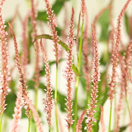 Persicaria amplexicaulis 'Rosea' P9 - afbeelding 4