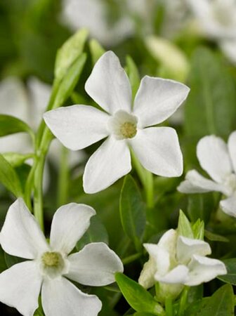 Vinca minor 'Gertrude Jekyll' P9 - afbeelding 11