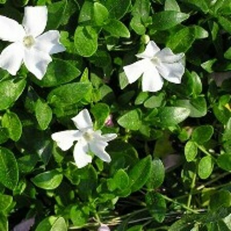Vinca minor 'Gertrude Jekyll' P9 - afbeelding 10