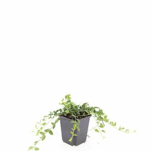 Vinca minor 'Gertrude Jekyll' P9