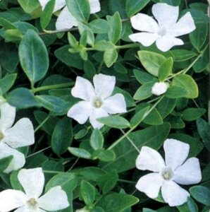 Vinca minor 'Gertrude Jekyll' P9 - afbeelding 9