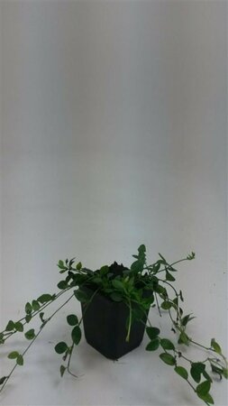 Vinca minor 'Gertrude Jekyll' P9 - afbeelding 4