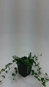 Vinca minor 'Gertrude Jekyll' P9 - afbeelding 4