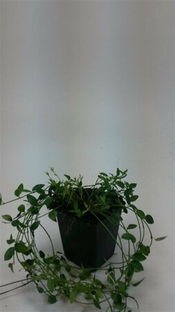Vinca minor 'Gertrude Jekyll' P9 - afbeelding 3