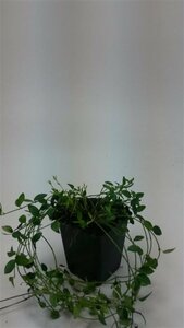 Vinca minor 'Gertrude Jekyll' P9 - afbeelding 3