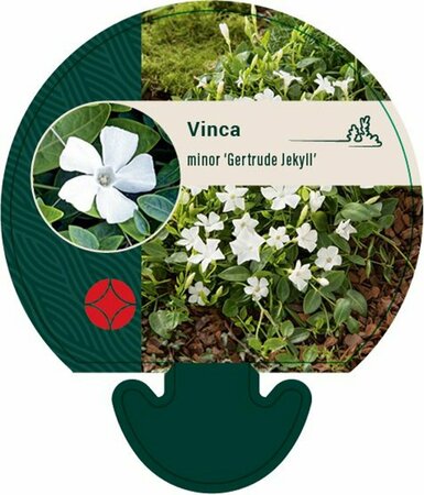 Vinca minor 'Gertrude Jekyll' P9 - afbeelding 8