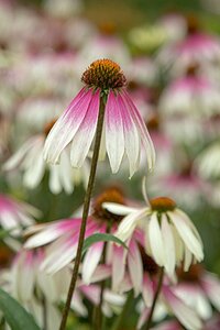 Echinacea purpurea 'Pretty Parasols'  C1.5