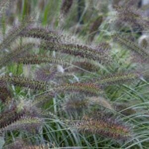 Pennisetum alopecuroides viridesc. P9 - afbeelding 2