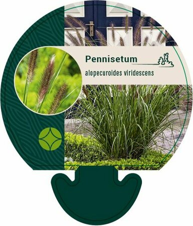 Pennisetum alopecuroides viridesc. P9 - afbeelding 3