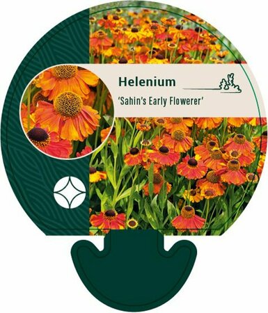 Helenium 'Sahin's Early Flowerer' P9 - afbeelding 5