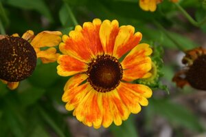 Helenium 'Sahin's Early Flowerer' P9 - afbeelding 2