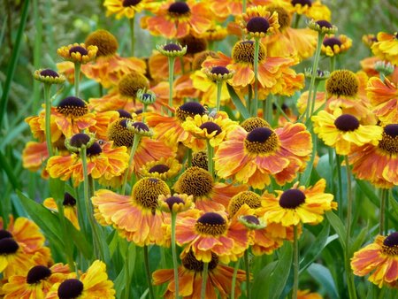 Helenium 'Sahin's Early Flowerer' P9 - afbeelding 3