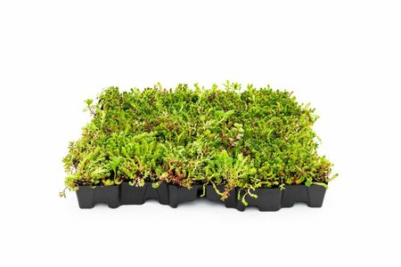 Sedum Mobiroof 50 x 50 x 8 cm - afbeelding 1