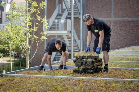 Sedum Mobiroof 50 x 50 x 8 cm - afbeelding 3