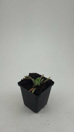 Phlomis russeliana P9 - afbeelding 8