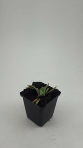 Phlomis russeliana P9 - afbeelding 8