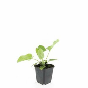 Phlomis russeliana P9 - afbeelding 7