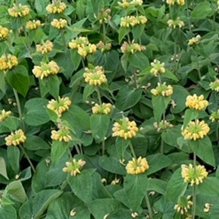 Phlomis russeliana P9 - afbeelding 12