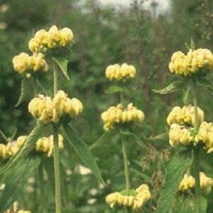 Phlomis russeliana P9 - afbeelding 11