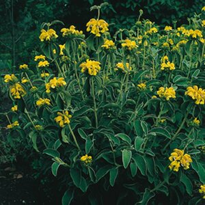 Phlomis russeliana P9 - afbeelding 10