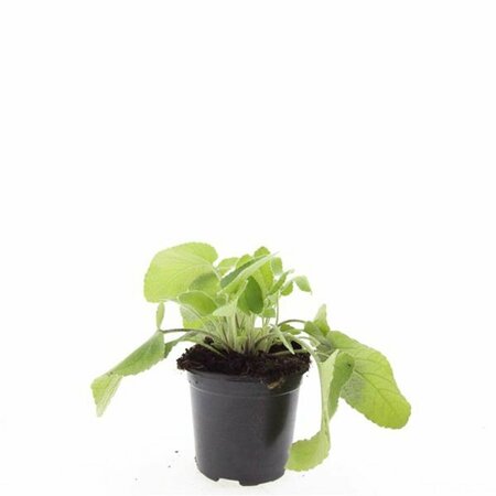 Phlomis russeliana P9 - afbeelding 15