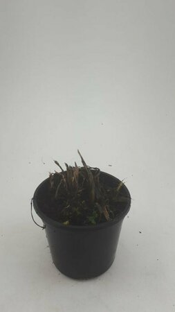 Hemerocallis 'Stella de Oro' P9 - afbeelding 3