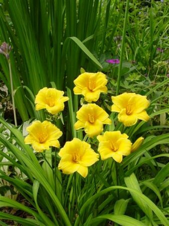 Hemerocallis 'Stella de Oro' P9 - afbeelding 7