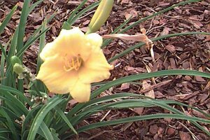 Hemerocallis 'Stella de Oro' P9