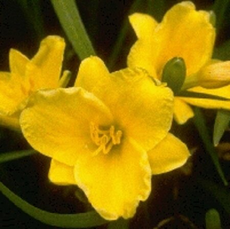 Hemerocallis 'Stella de Oro' P9 - afbeelding 6