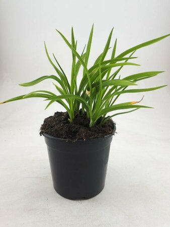 Hemerocallis 'Stella de Oro' P9 - afbeelding 10