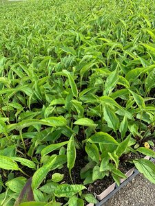 Echinacea purpurea 'Magnus' P9