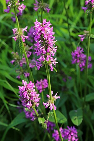 Stachys monieri 'Hummelo' P9 - afbeelding 1