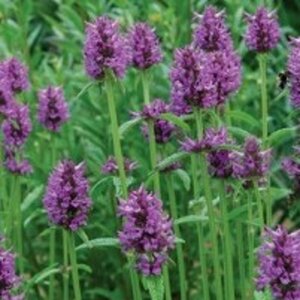Stachys monieri 'Hummelo' P9 - afbeelding 2