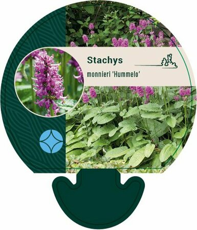 Stachys monieri 'Hummelo' P9 - afbeelding 3