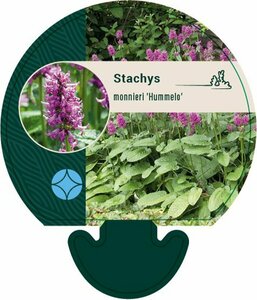 Stachys monieri 'Hummelo' P9 - afbeelding 3