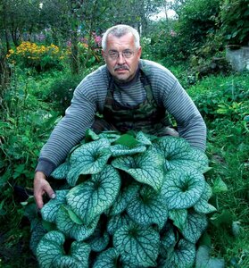 Brunnera macrophylla 'Alexander's Great' P9 - afbeelding 5