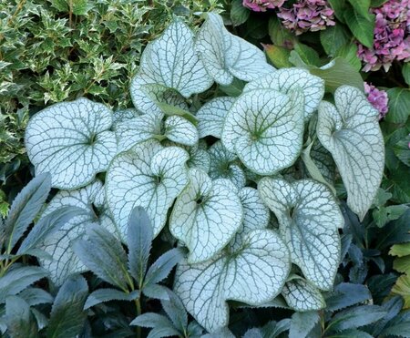 Brunnera macrophylla 'Alexander's Great' P9 - afbeelding 7