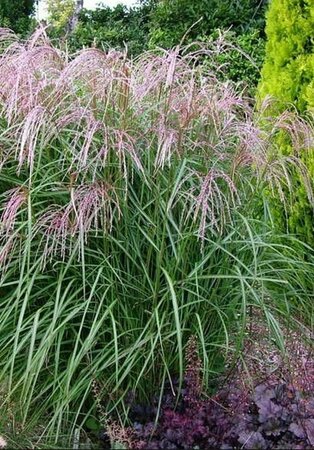 Miscanthus sinensis 'Flamingo' P9 - afbeelding 4