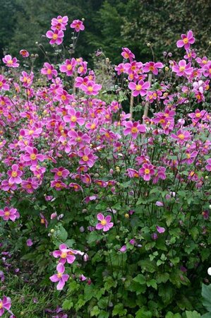 Anemone hupehensis 'Splendens' P9 - afbeelding 3