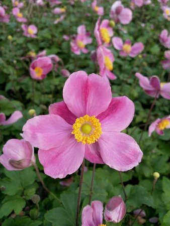 Anemone hupehensis 'Splendens' P9 - afbeelding 1