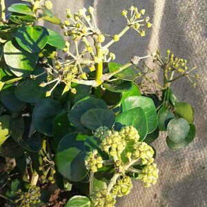 Hedera hibernica 'Arbori Compact' 25/30 C. - afbeelding 3