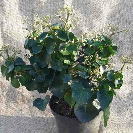 Hedera hibernica 'Arbori Compact' 25/30 C. - afbeelding 1