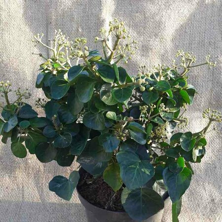 Hedera hibernica 'Arbori Compact' 25/30 C. - afbeelding 4