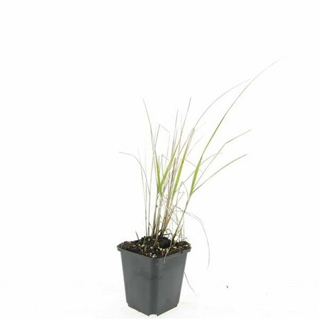 Calamagrostis acutiflora 'Karl Foerster' P9 - afbeelding 11