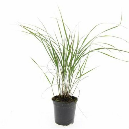 Calamagrostis acutiflora 'Karl Foerster' P9 - afbeelding 15