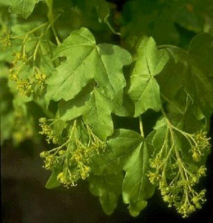 Acer campestre 80/100 C. - afbeelding 2
