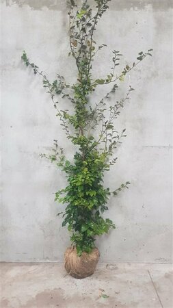 Fagus sylvatica 80/100 C. - afbeelding 2