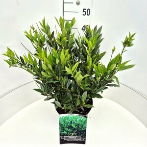Prunus laurocerasus 'Otto Luyken' 30/40 C. - afbeelding 4