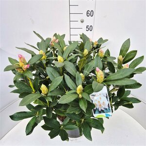 Rhododendron 'Cunningham's White' 50/60 KL. - afbeelding 7